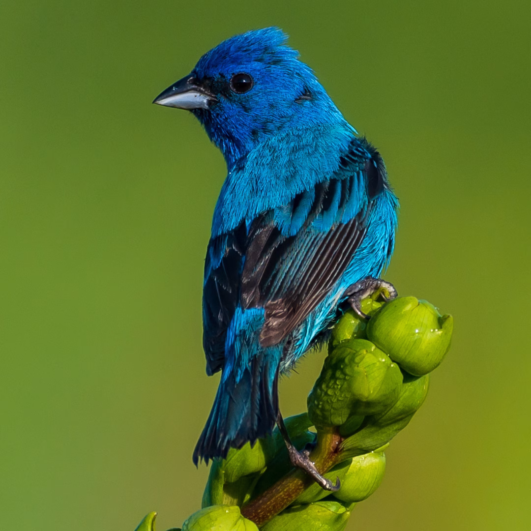 Indigo Bunting
