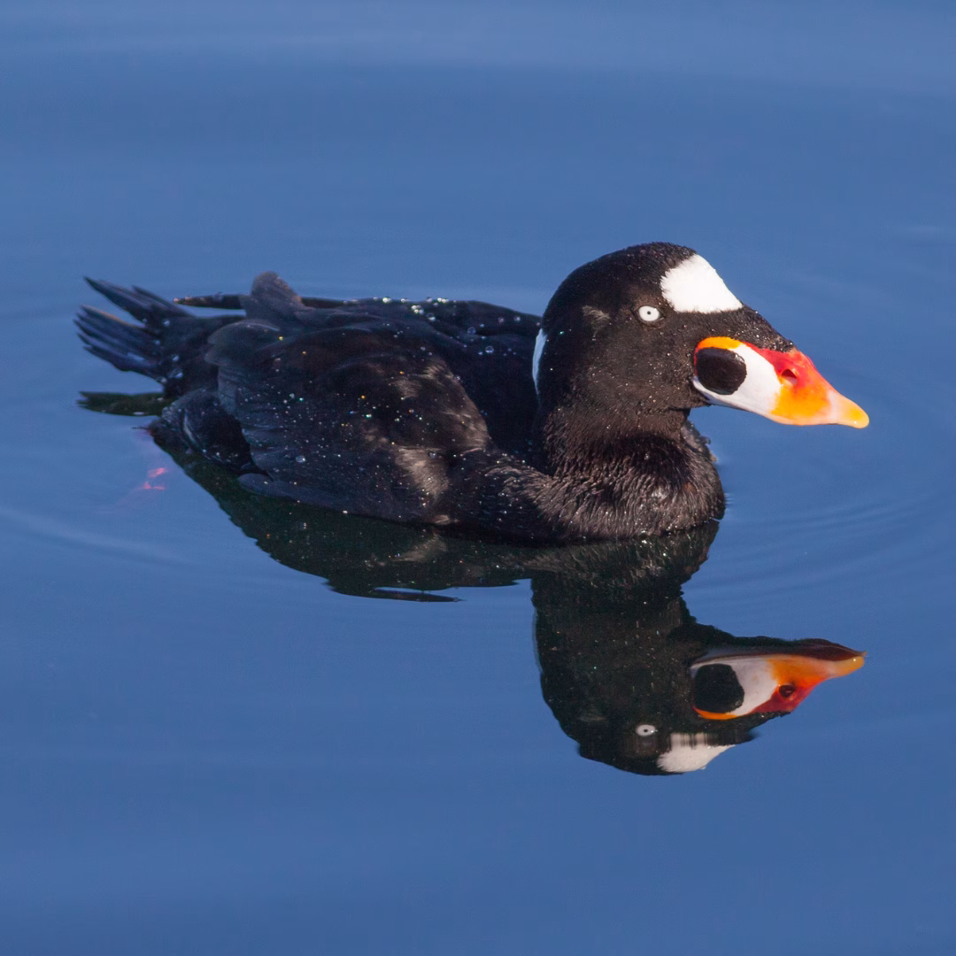 Surf Scoter Canva 1
