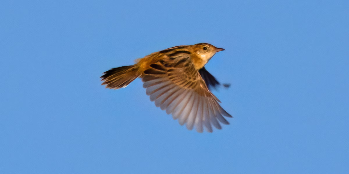 Zitting Cisticola Email banner